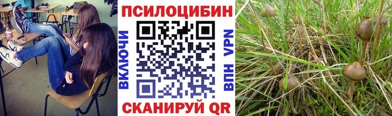 Галлюциногенные грибы Psilocybe где продают наркотики Заринск
