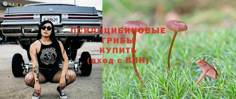 где купить наркотик  Заринск  Псилоцибиновые грибы Psilocybe 